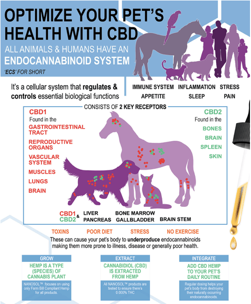 Hemp Oil for Dogs and Other Pets: An Educational Perspective 1 Screen Shot 2020 07 26 at 8.43.24 PM
