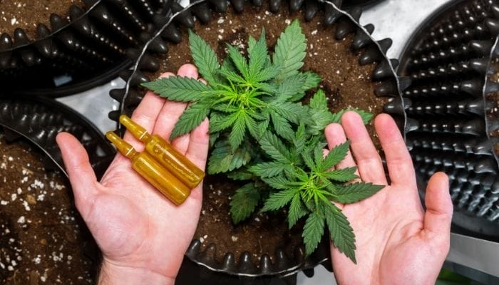 Steps To Launching a CBD Business