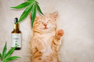 cbd oil for your pets