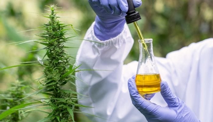 Why Technicians Test Cannabis for Pollutants