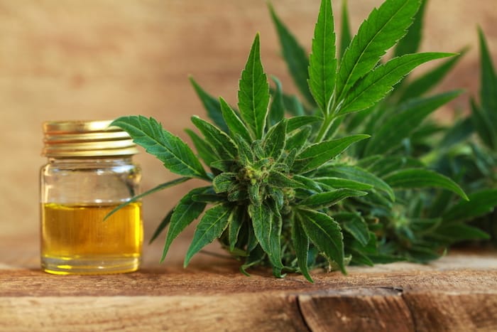 cannabis and cbd pros and cons