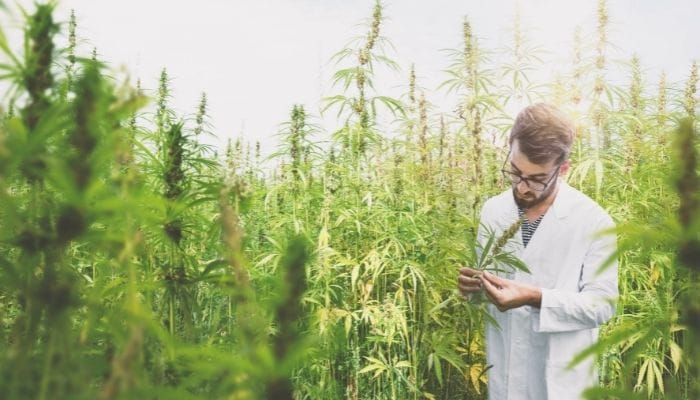 What To Know About the Process of Manufacturing CBD