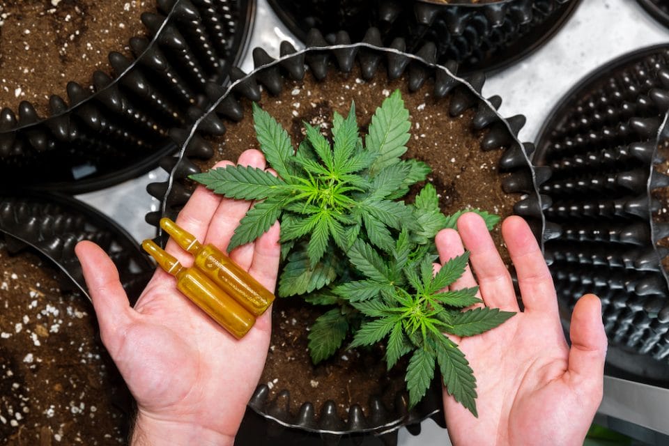 Medicinal Cannabis. Hands holding ampoules and Marijuana Leaves on Top of Plants