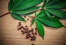 marijuana leaves on wooden table