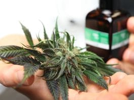 doctor hand hold and offer to patient medical marijuana and oil. Cannabis recipe for personal use, legal light drugs prescribe, alternative remedy or medication,medicine concept