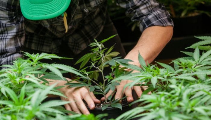 Why Has the Cannabis Industry Thrived During the Pandemic?