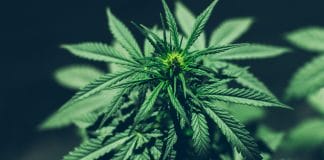 Cannabis plant, marijuana bush to treat patients and drugs against pain