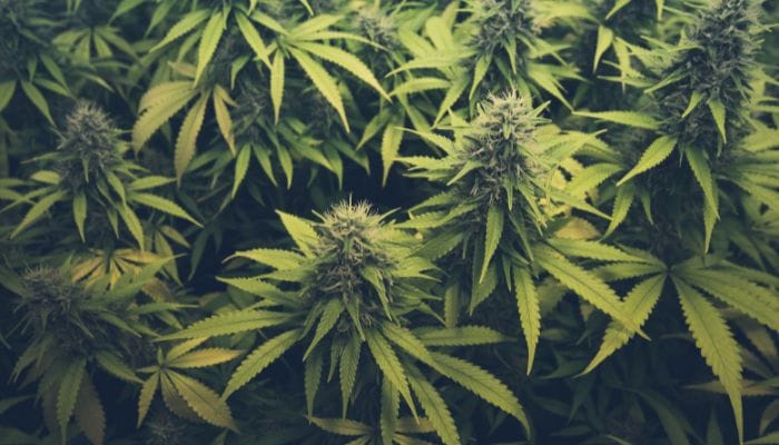 The Benefits of Recycling Cannabis Waste