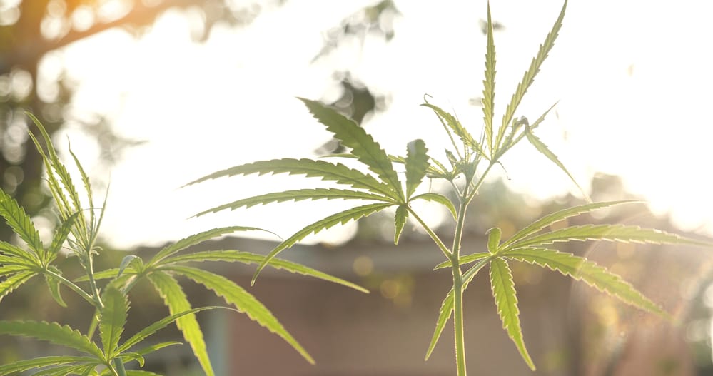 Green Marijuana tree cannabis plant narcotic herbal in greenhouse. Hemp leaf made cannabis crude oil medicine farm on sun light. CBC, THC herb agriculture Weed leaf Drug, medicine healthcare concept