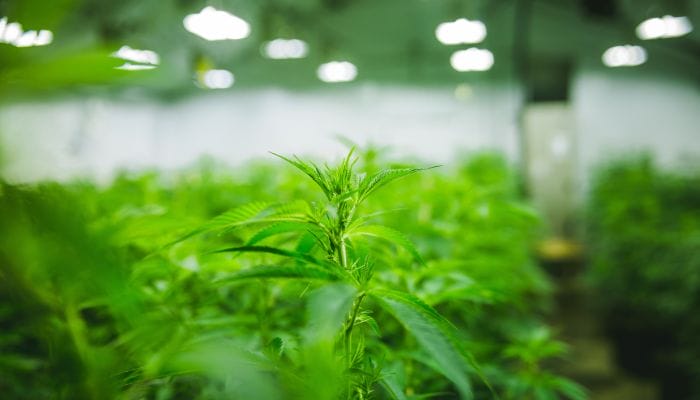 What Are the Advantages of Commercial Grow Rooms?