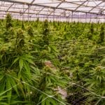 Advantages of Growing Indoor Cannabis Plants