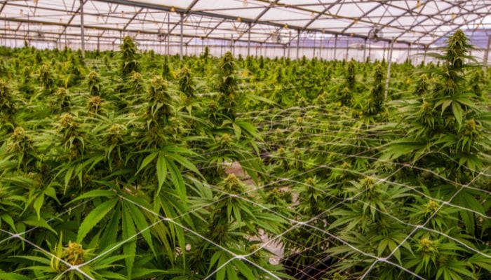 Advantages of Growing Indoor Cannabis Plants