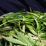 Cannabis Waste Tips for Healthcare Professionals