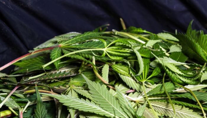 Cannabis Waste Tips for Healthcare Professionals