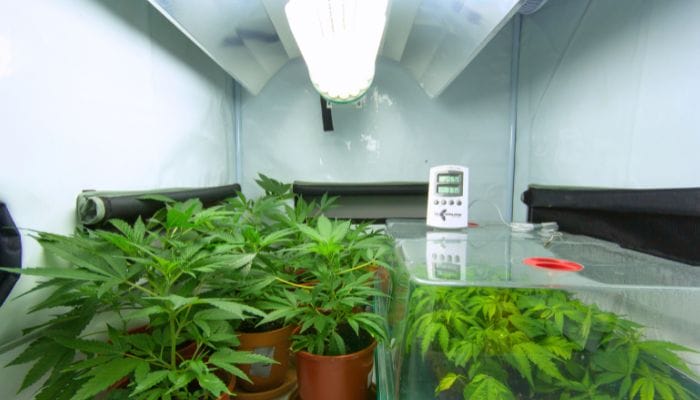 How To Set Up the Perfect Cannabis Grow Room