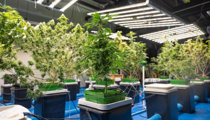 The Benefits of Indoor Cannabis Cultivation