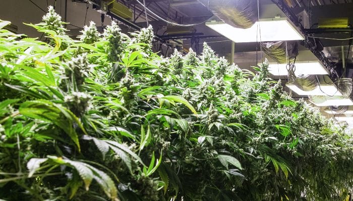 How To Curate the Perfect Lighting for Your Grow Room