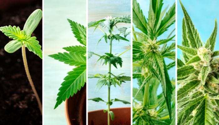 The Importance of Cannabis Growing Stages