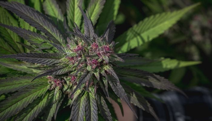 Understanding the Dangers of Unregulated Cannabis