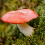 Mushroom Edibles