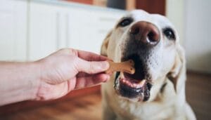 How CBD Treats Can Help Pets With Mobility Issues