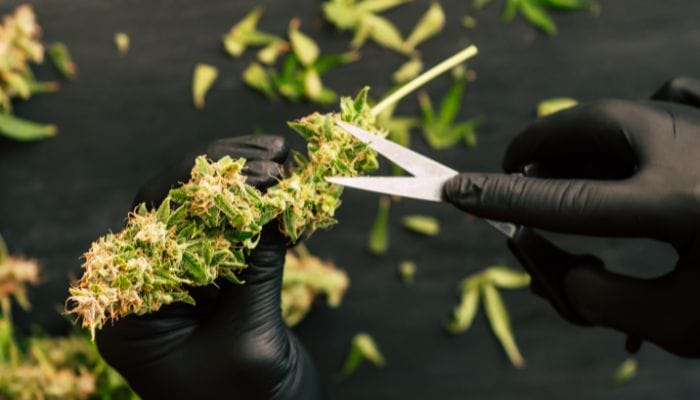 Tips for a More Productive Cannabis Harvest