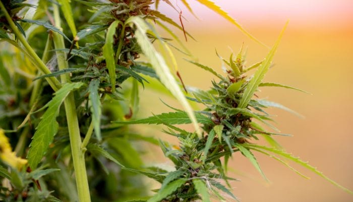 Why Should You Grow and Use Cannabis Yourself?