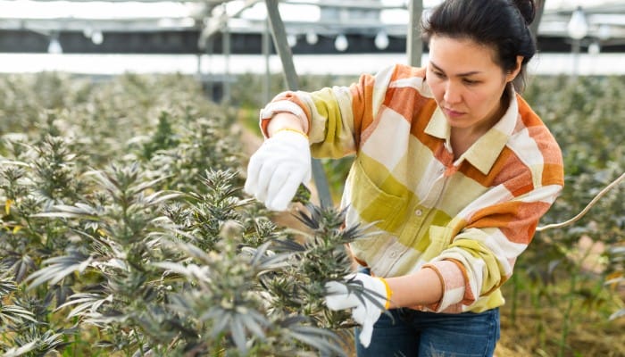 A professional cannabis cultivator working in the warehouse. They're pruning plants to harvest for commercial sales.