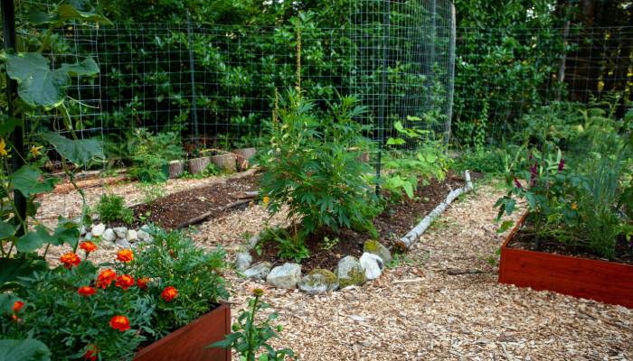 A healthy cannabis plant in an outdoor garden. It is surrounded by other plants and flowers in an organized lot.