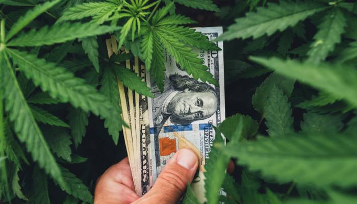 A person's hand holding a stack of fifty- and hundred- dollar bills in cannabis foliage, the leaves slightly covering the bills.