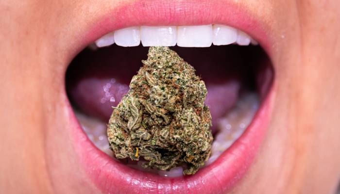 A close-up of a white woman's open mouth holding a large cannabis bud between her white teeth.