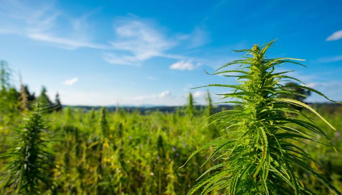 A cannabis field on a sunny day with perfectly blue skies and no clouds. The crops are bright green and ready to harvest.