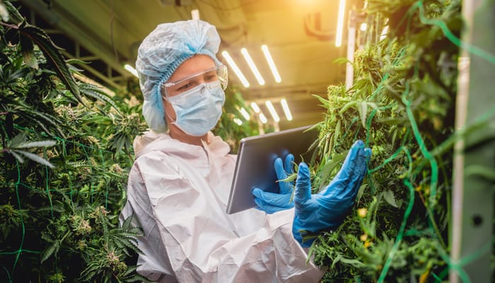 A female cannabis grower inspects a plant. She's wearing coveralls, a face mask, protective glasses, a hairnet, and gloves.