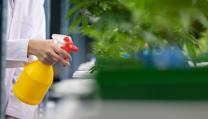 A close-up of a person in a lab coat using a yellow spray bottle to treat baby cannabis plants with its contents.