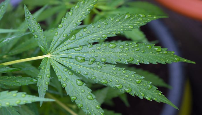 A close-up aerial view of a leaf of a healthy, potted cannabis plant. The leaf is covered in water droplets.