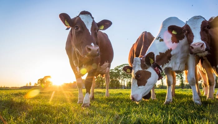 Four brown and white cows appear in a field, eating grass. The sun shines through the trees in the background.