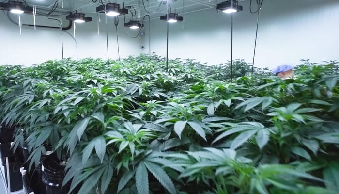 A group of individually potted cannabis plants in a bright grow room with eight evenly spaced lights above.