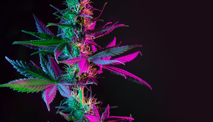 A mature marijuana plant against a pitch-black background. Pink lighting illuminates one side of the plant.