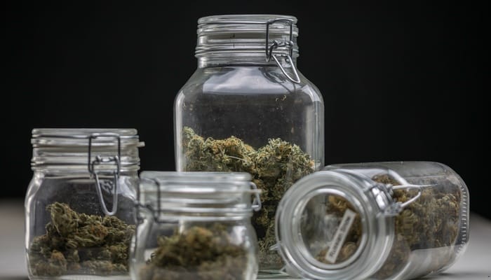 A close-up of four glass jars of various sizes that are full of cannabis sitting on a flat gray surface.