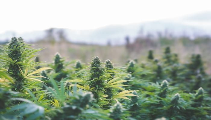 A cluster of mature cannabis plants growing outside in front of some blurred hills on a bright day.