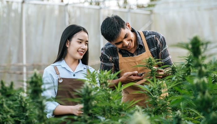 A man and a woman standing next to one another while tending to a crop of cannabis plants in an outdoor grow area.