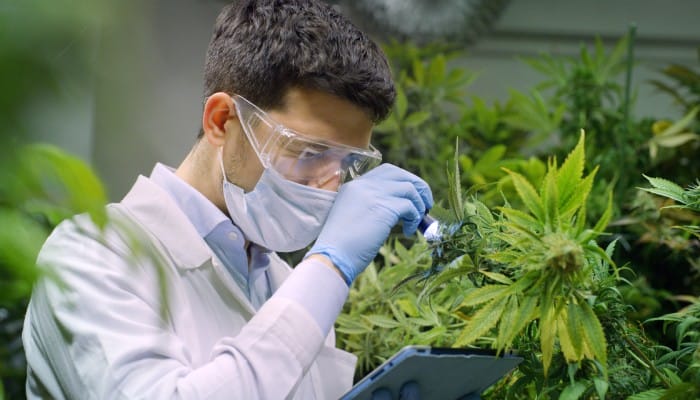 A scientist wears goggles, gloves, and a lab coat in a cannabis greenhouse. He's checking the condition of a growing cannabis plant.