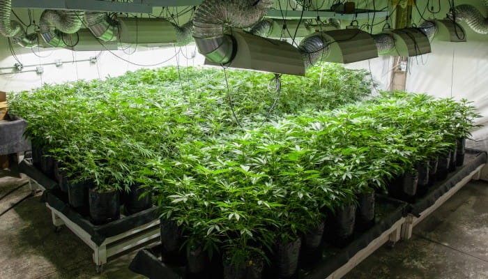 An aerial view of an organized cluster of cannabis plants in a grow room under ductwork and grow lights.