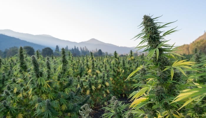 A close-up showing a tall cannabis plant in a large field of other cannabis plants that is surrounded by mountains.