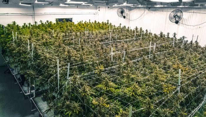 Rows of commercial cannabis plants grow in a large indoor facility with ceiling-mounted fans and grow-lights.