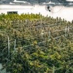 An overhead view showing a large indoor cannabis farm with rows of tall plants surrounded by fans and lights.