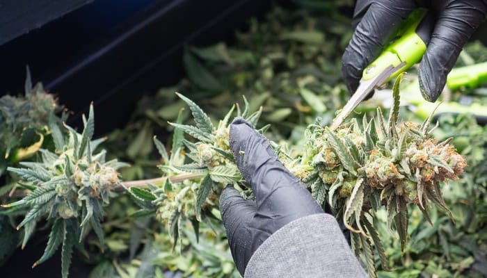 A person cutting a mature cannabis bud with garden shears. They are wearing black gloves and a long-sleeved shirt.