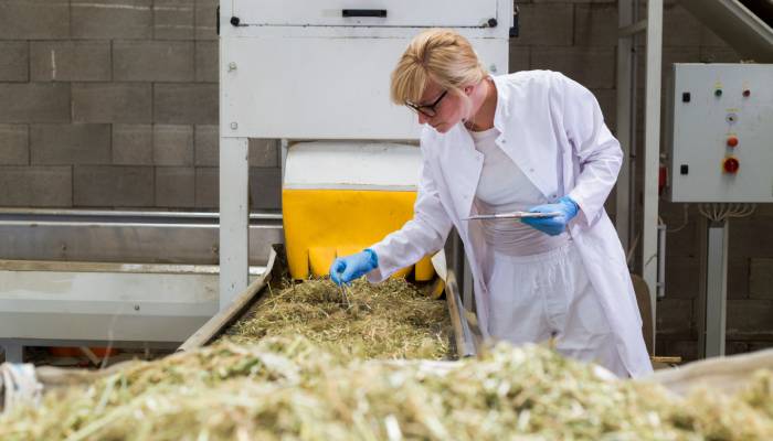 A woman wearing white clothing and blue rubber gloves holding a clipboard while inspecting dried plants on a conveyor belt.