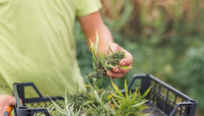 A person wearing a green t-shirt holds a clump of marijuana bud. More weed sits in a plastic crate in front of the person.
