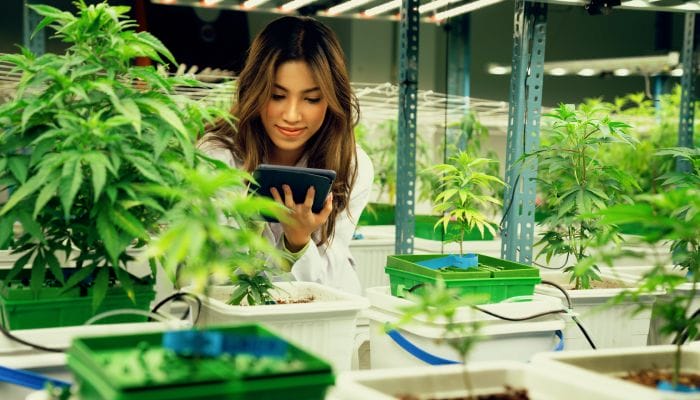A woman in a lab coat examining a tablet. She's inside a cannabis grow room with multiple plants in green and white pots.